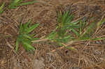 Tapered rosette grass